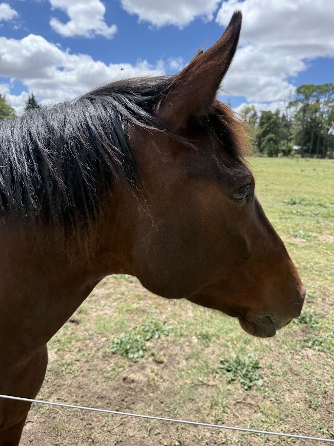 Retrato en primer plano de un caballo marrón terapéutico de la fundación