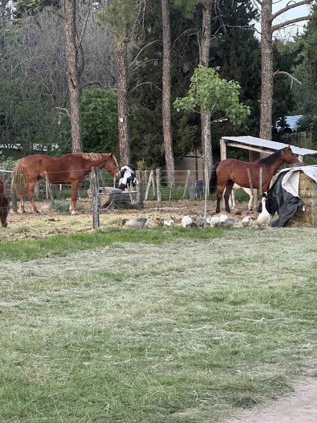 Vista general del predio con caballos terapéuticos de Fundación Equisapiens