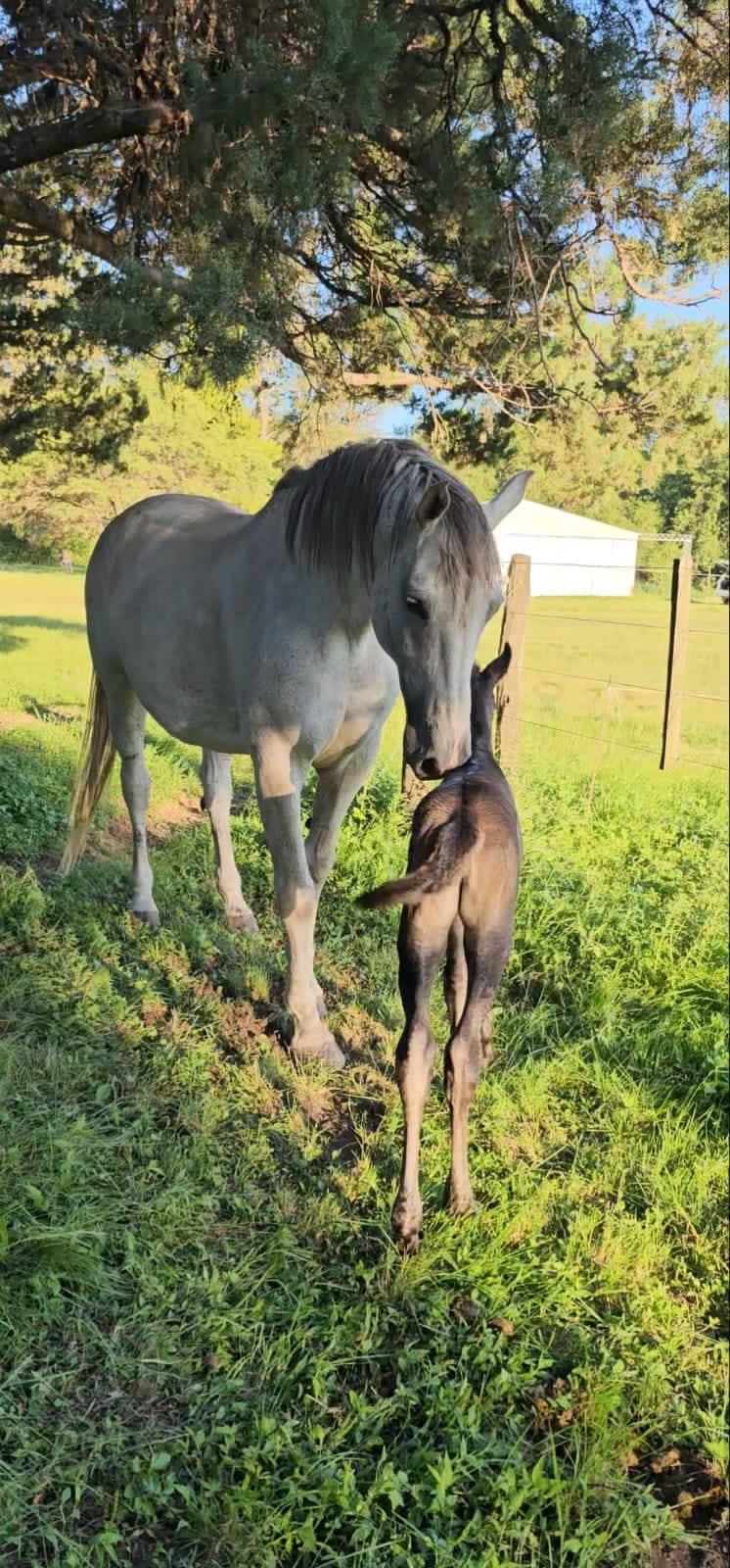 Cria Equina - yegua con potrillo en Equisapiens